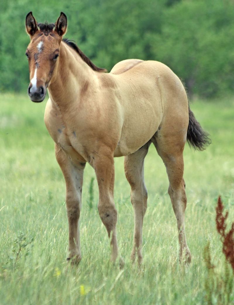 033 - Flit Sandoc colt